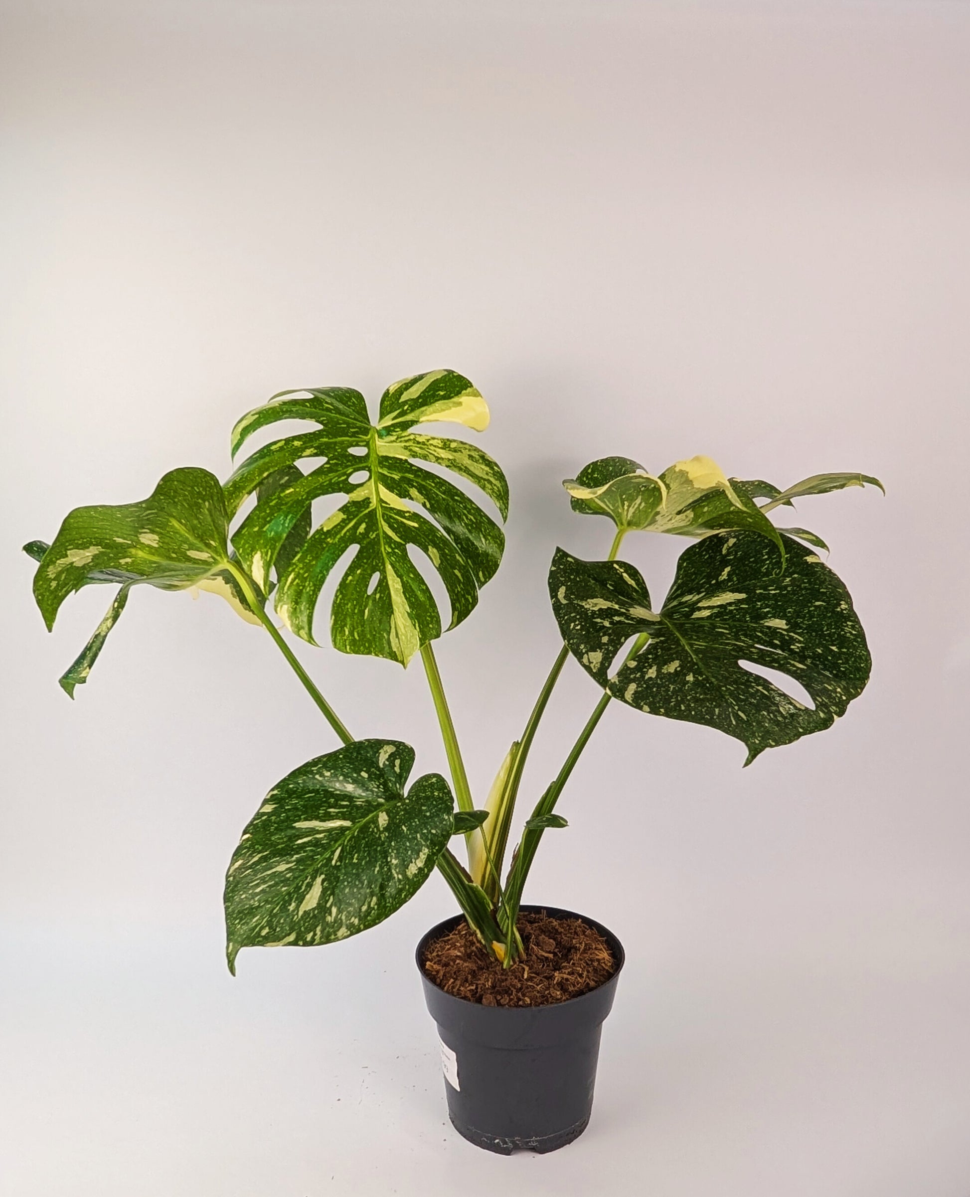 Monstera Thai Constellation 17cm Pot Houseplant