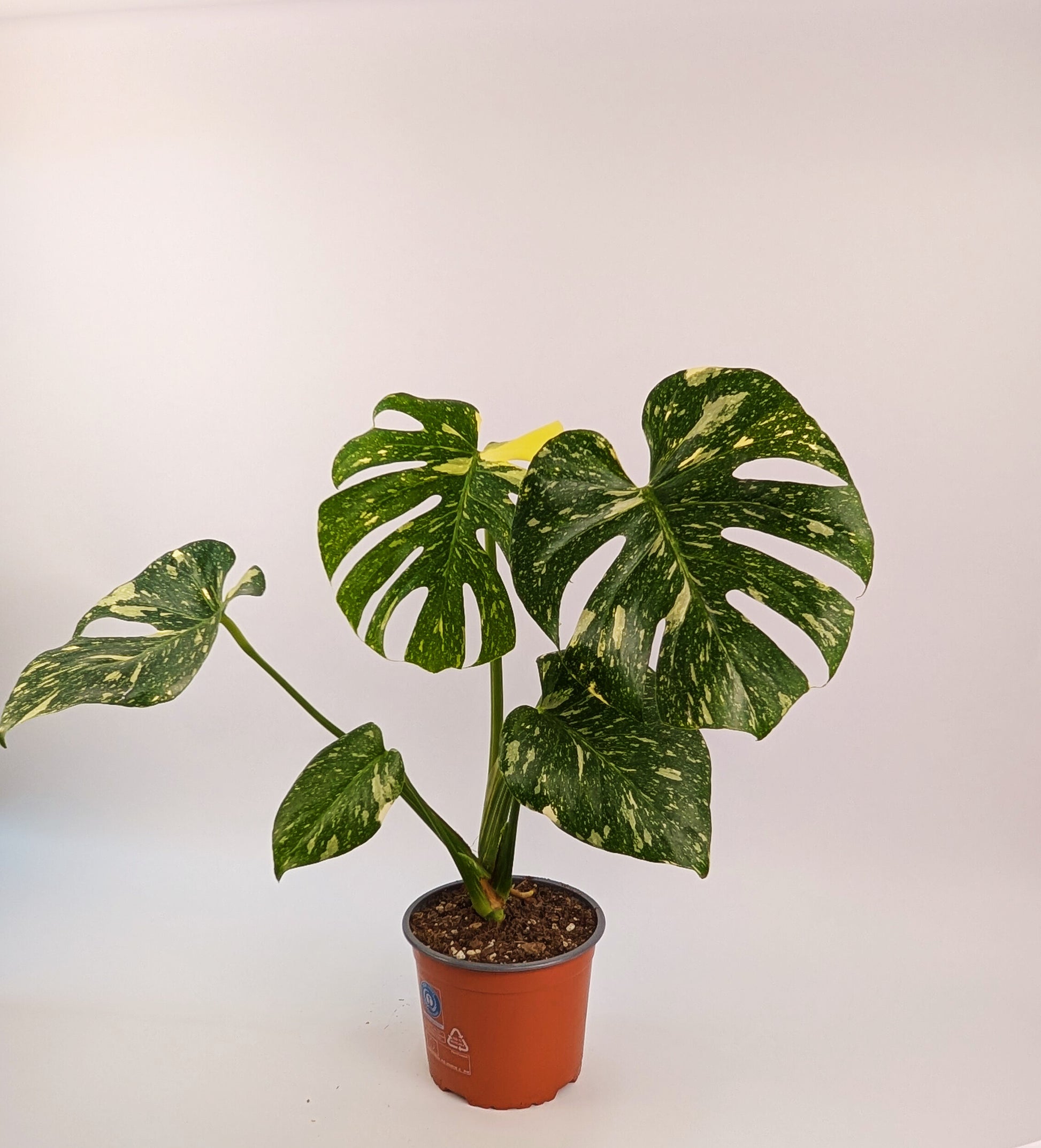 Monstera Thai Constellation 17cm Pot Houseplant