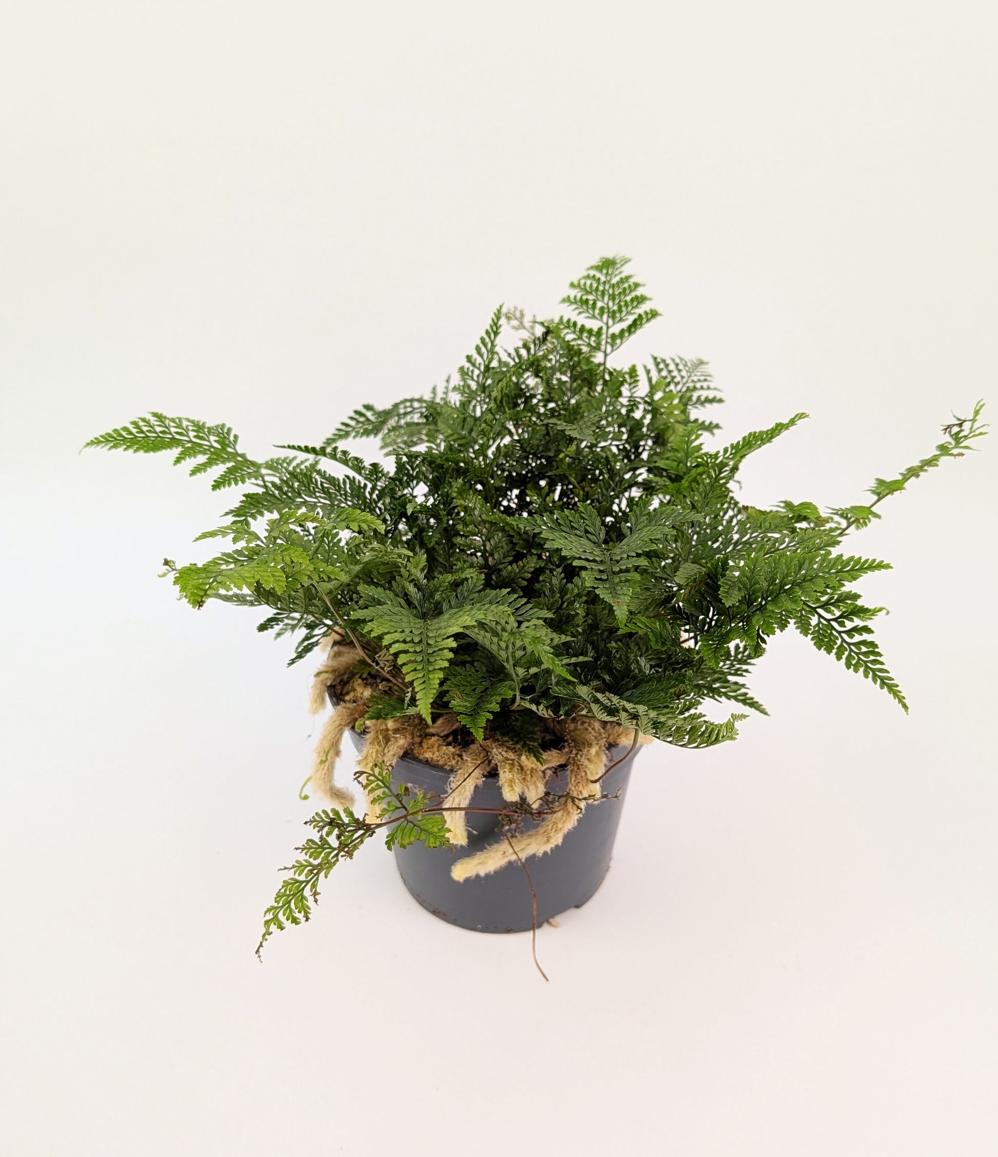 30cm Humata Tyermanii "Rabbits Foot Fern" 12cm Pot