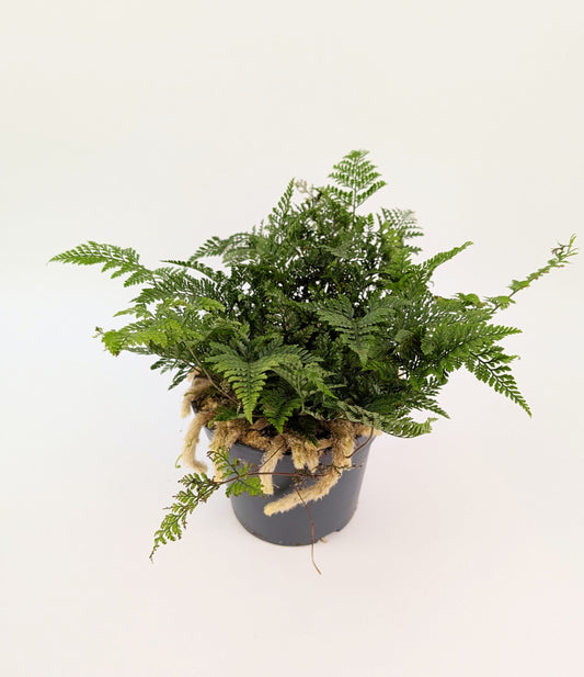 30cm Humata Tyermanii "Rabbits Foot Fern" 12cm Pot