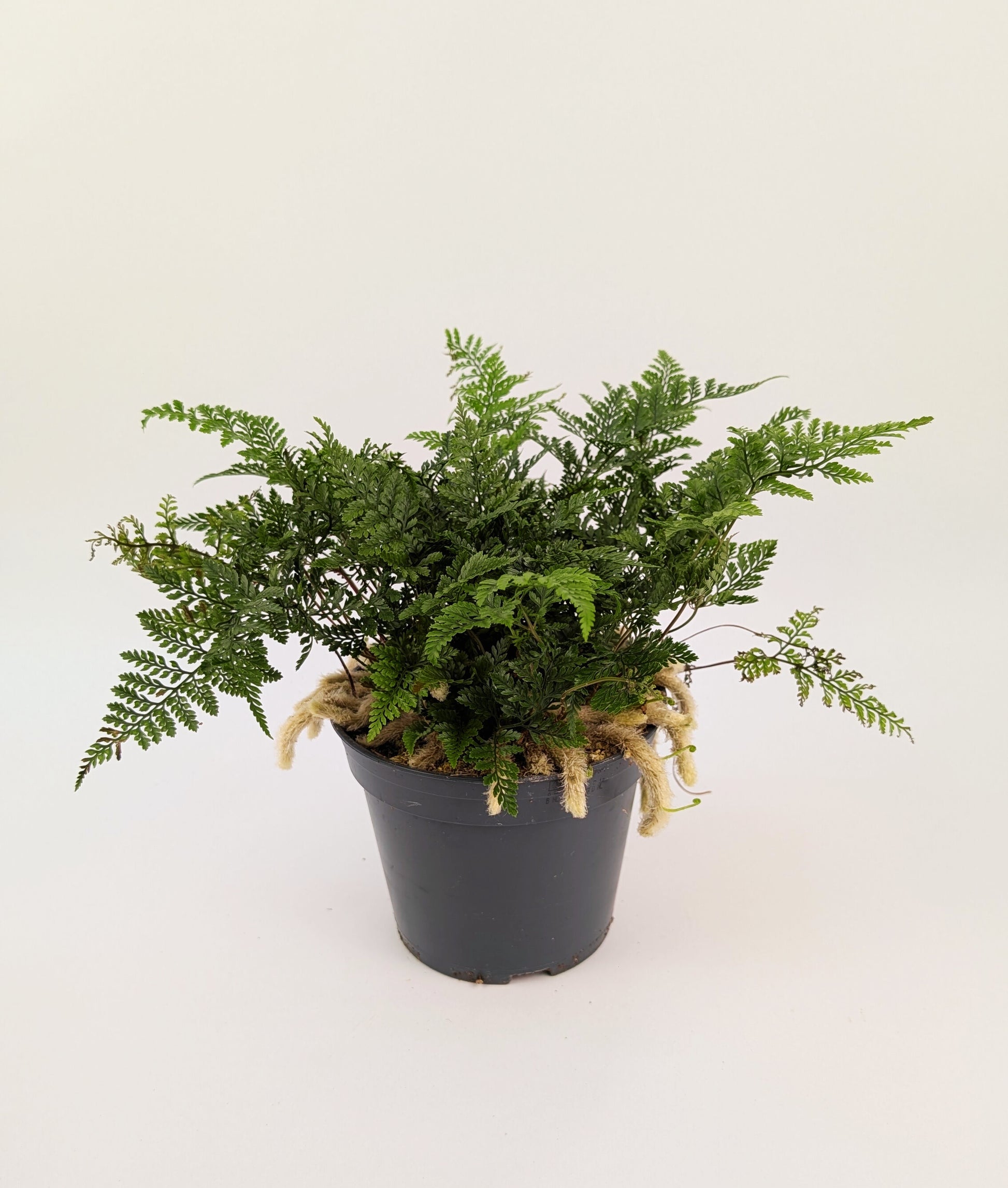30cm Humata Tyermanii "Rabbits Foot Fern" 12cm Pot