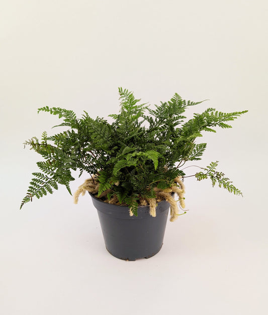 30cm Humata Tyermanii "Rabbits Foot Fern" 12cm Pot