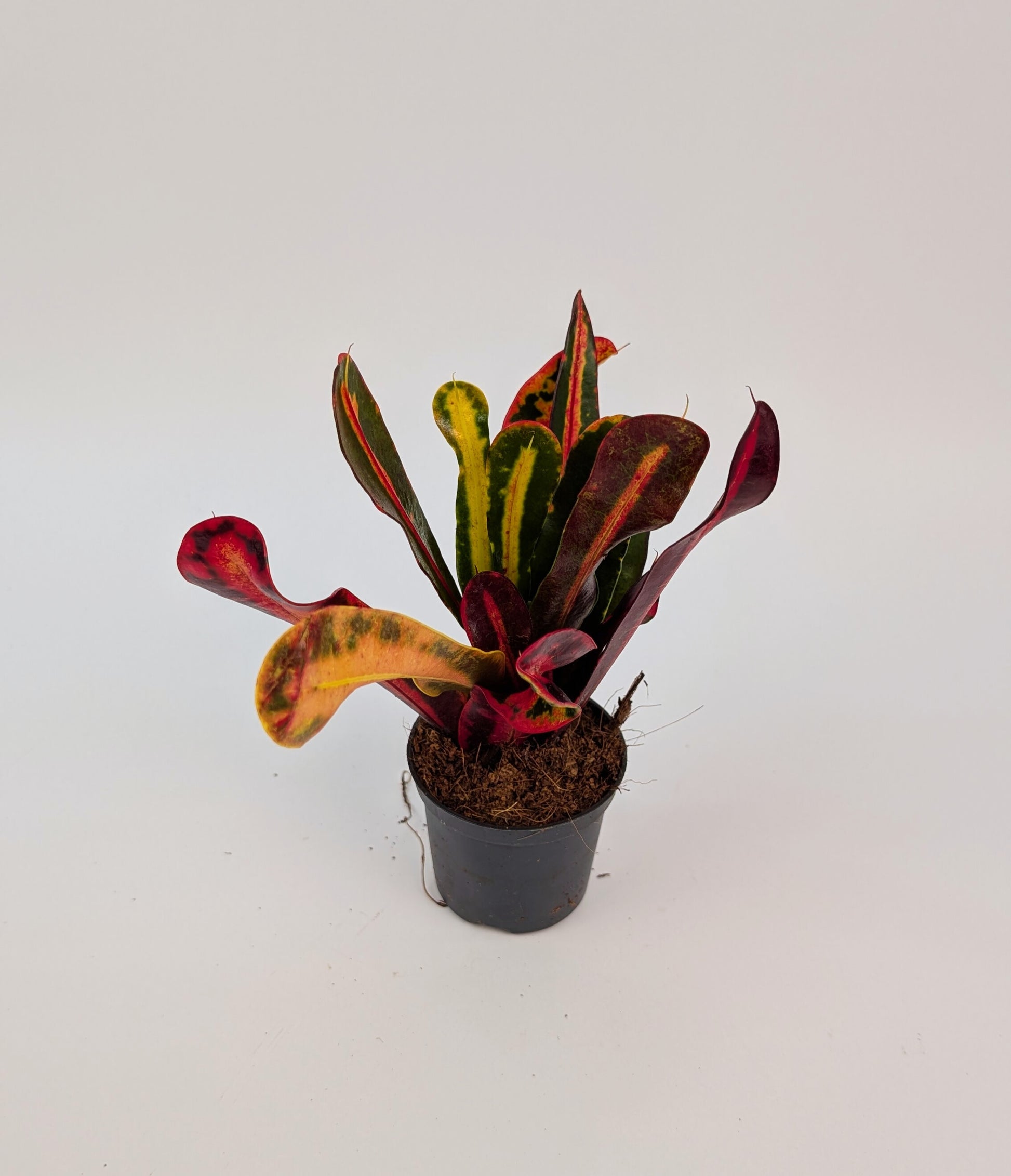 15cm Croton Mammi Codiaeum 7cm Pot House Plant