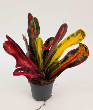 15cm Croton Mammi Codiaeum 7cm Pot House Plant