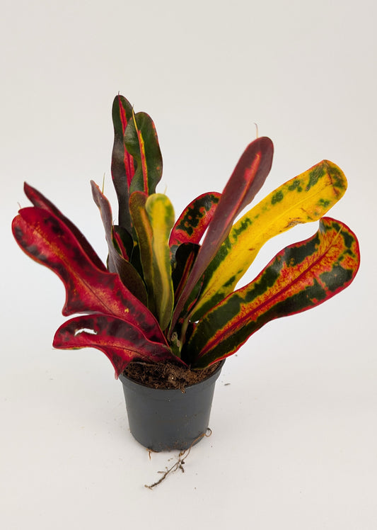 15cm Croton Mammi Codiaeum 7cm Pot House Plant