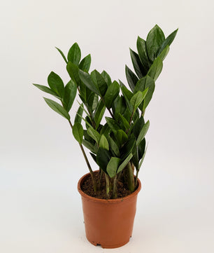 40cm Zamioculcas Zamifolia 12cm Pot Houseplant