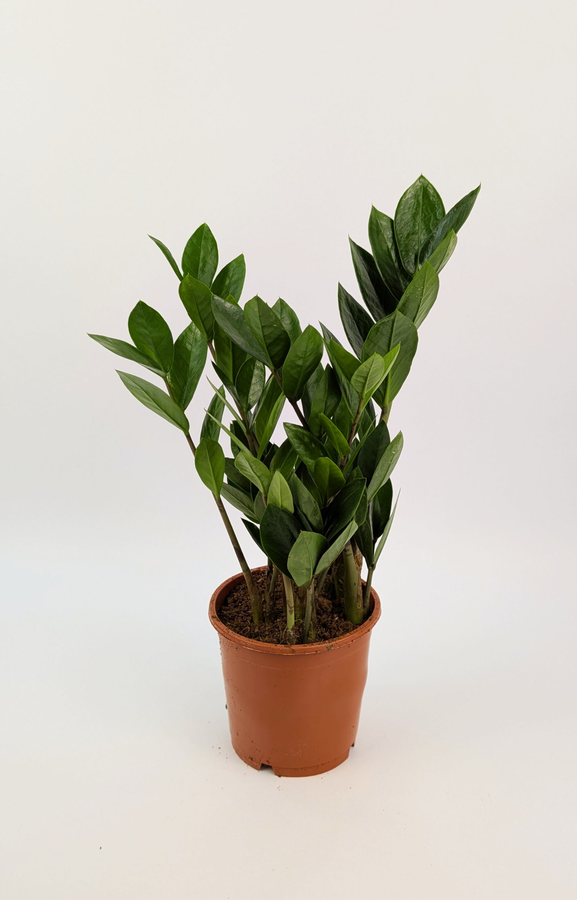 40cm Zamioculcas Zamifolia 12cm Pot Houseplant