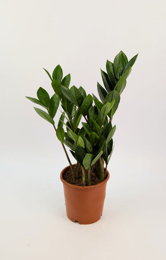 40cm Zamioculcas Zamifolia 12cm Pot Houseplant