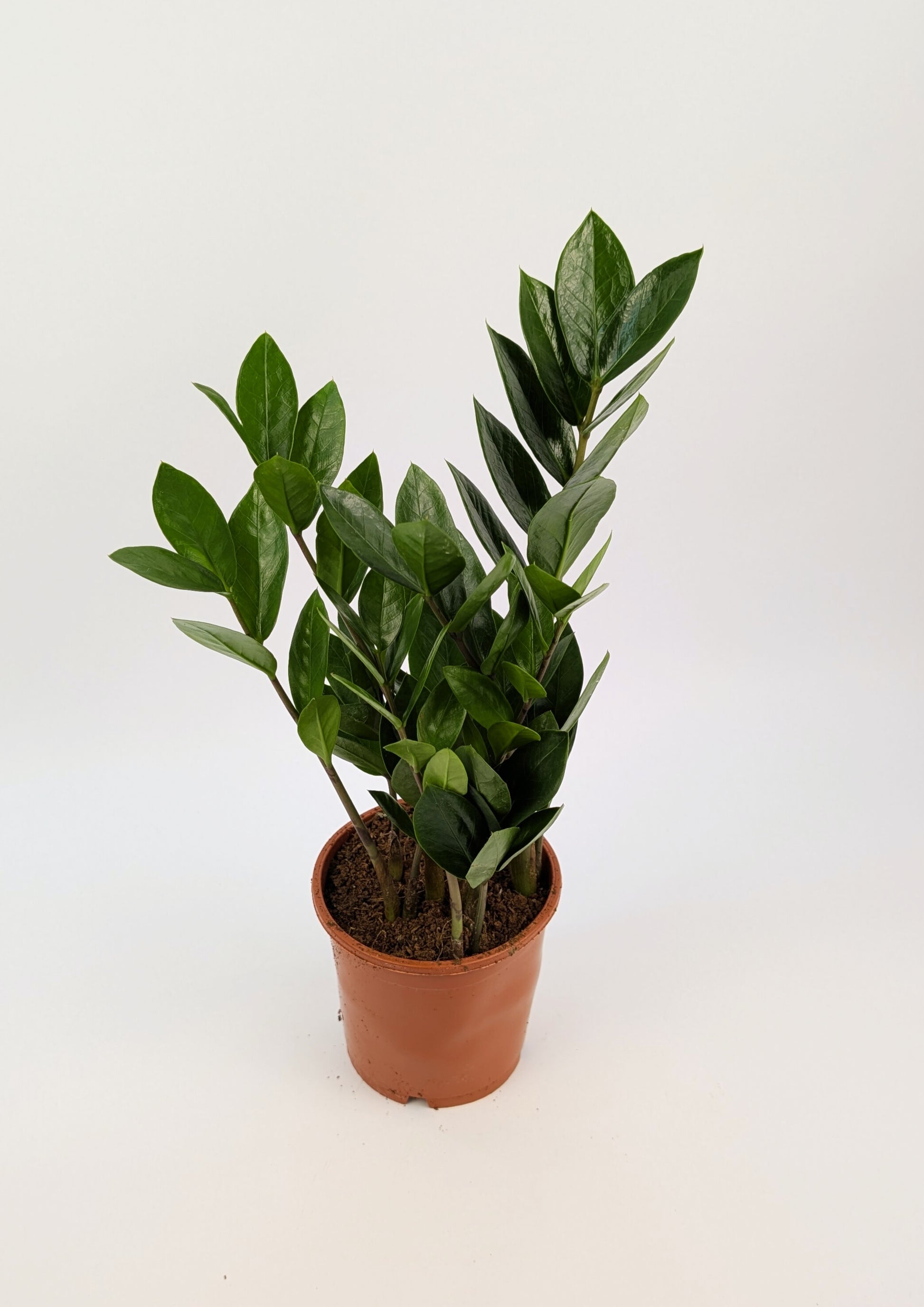 40cm Zamioculcas Zamifolia 12cm Pot Houseplant