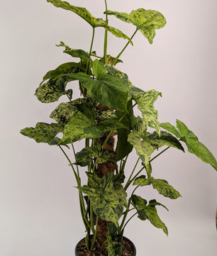75cm Syngonium Mottled on Mosspole 17cm Pot House Plant