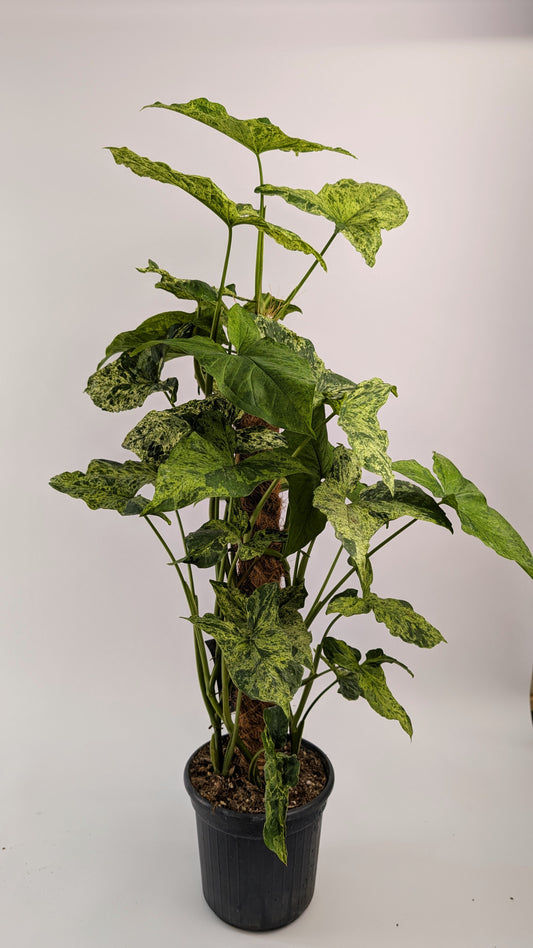 75cm Syngonium Mottled on Mosspole 17cm Pot House Plant