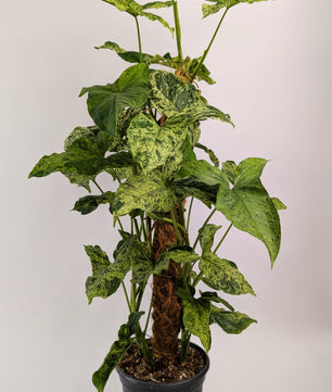 75cm Syngonium Mottled on Mosspole 17cm Pot House Plant