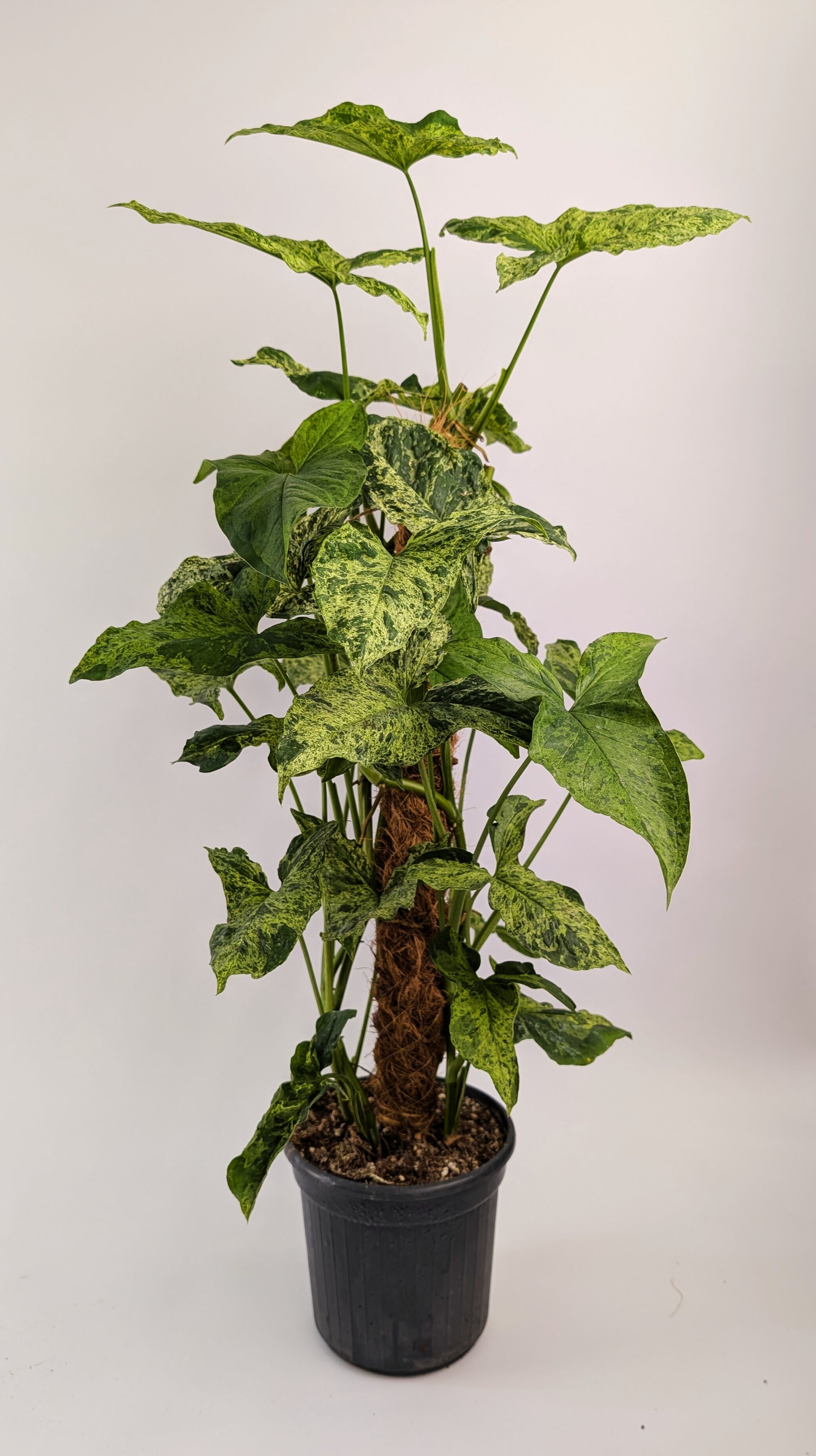 75cm Syngonium Mottled on Mosspole 17cm Pot House Plant