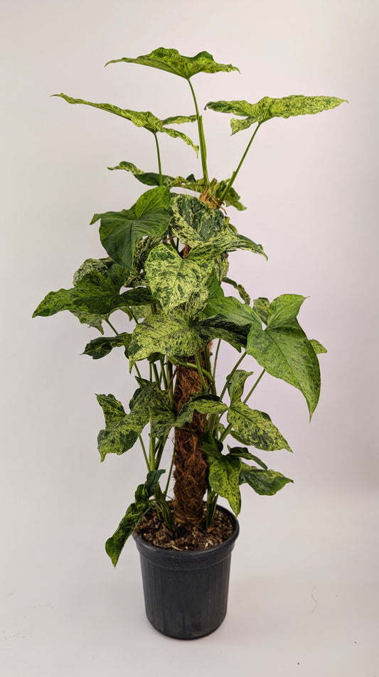 75cm Syngonium Mottled on Mosspole 17cm Pot House Plant