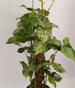 75cm Syngonium Mottled on Mosspole 17cm Pot House Plant