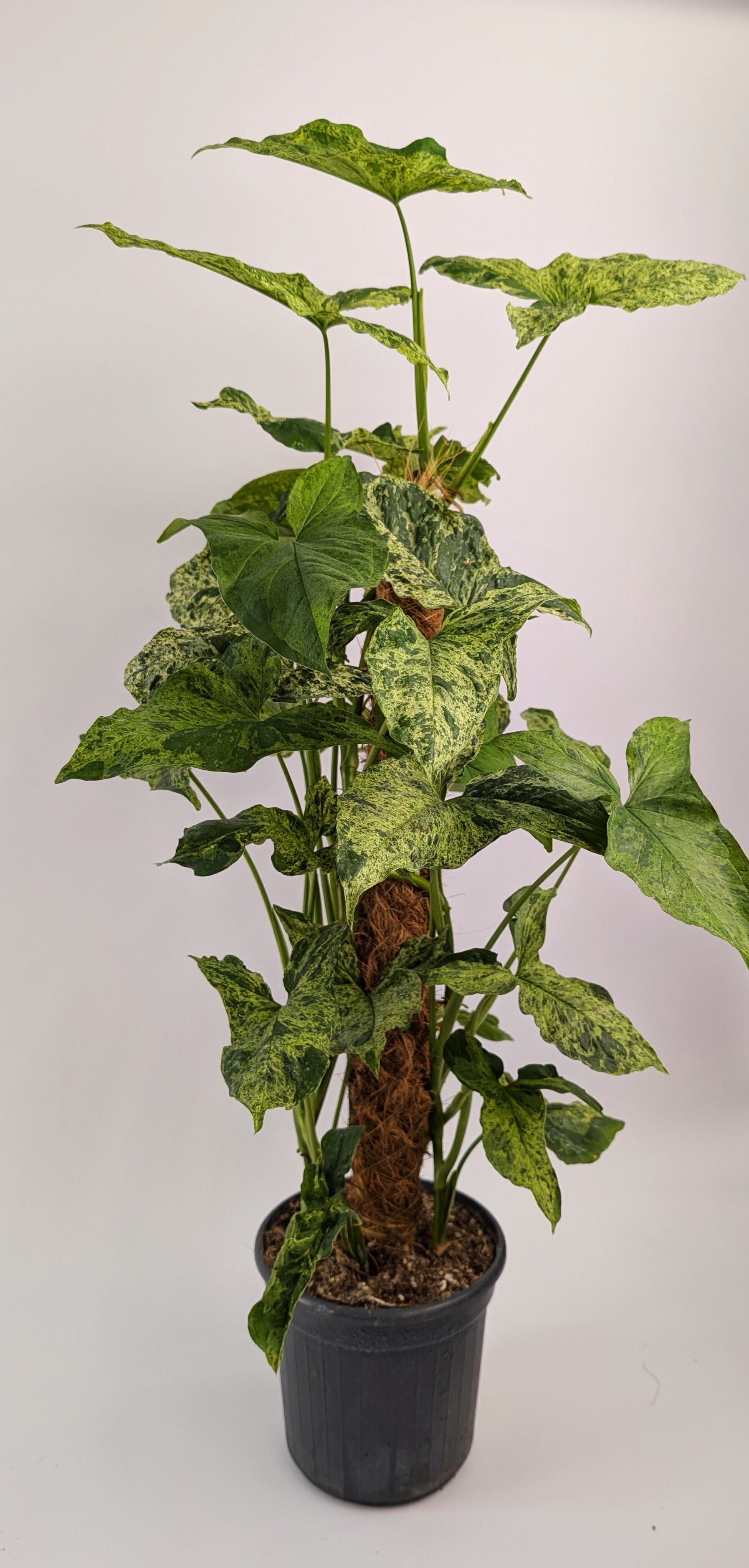 75cm Syngonium Mottled on Mosspole 17cm Pot House Plant