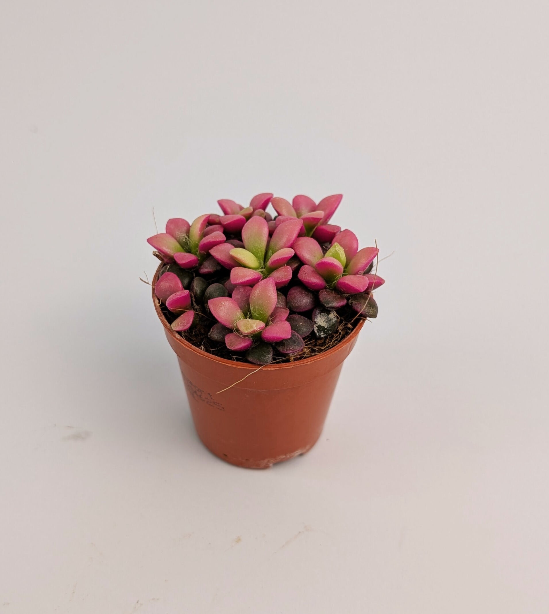 Anacampseros Rufescens "Sunrise" Succulent 6cm Pot