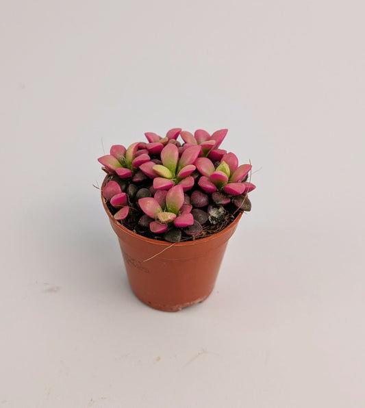 Anacampseros Rufescens "Sunrise" Succulent 6cm Pot