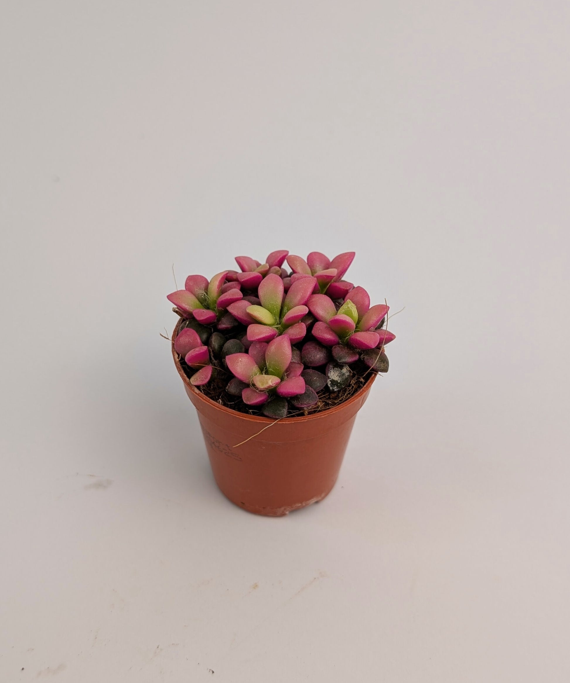 Anacampseros Rufescens "Sunrise" Succulent 6cm Pot