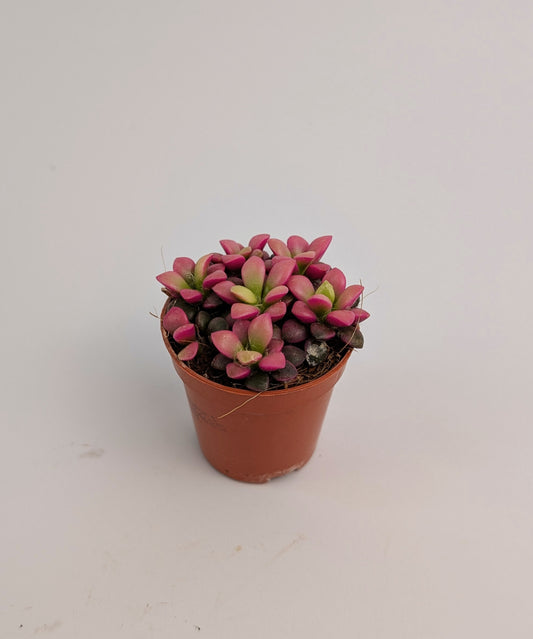 Anacampseros Rufescens "Sunrise" Succulent 6cm Pot