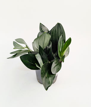 Epipremnum Treubii Dark Form 12cm Pot House Plant