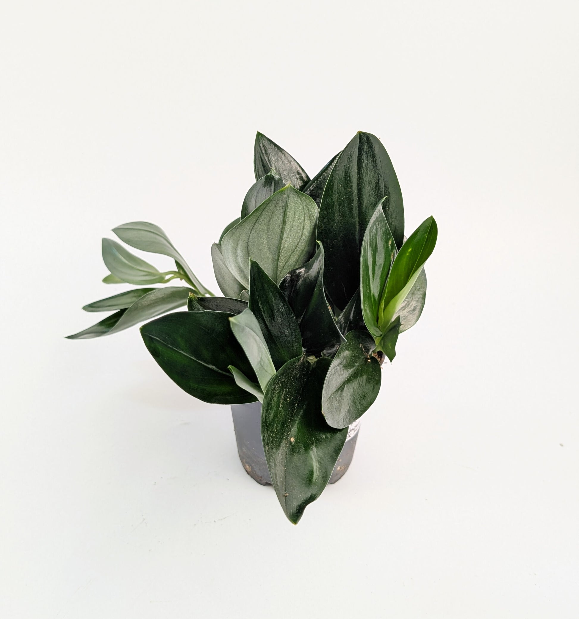 Epipremnum Treubii Dark Form 12cm Pot House Plant