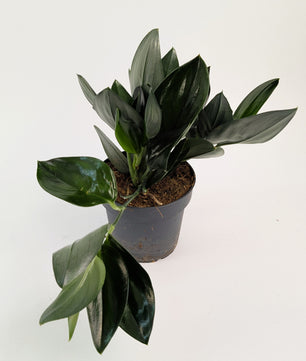 Epipremnum Treubii Dark Form 12cm Pot House Plant