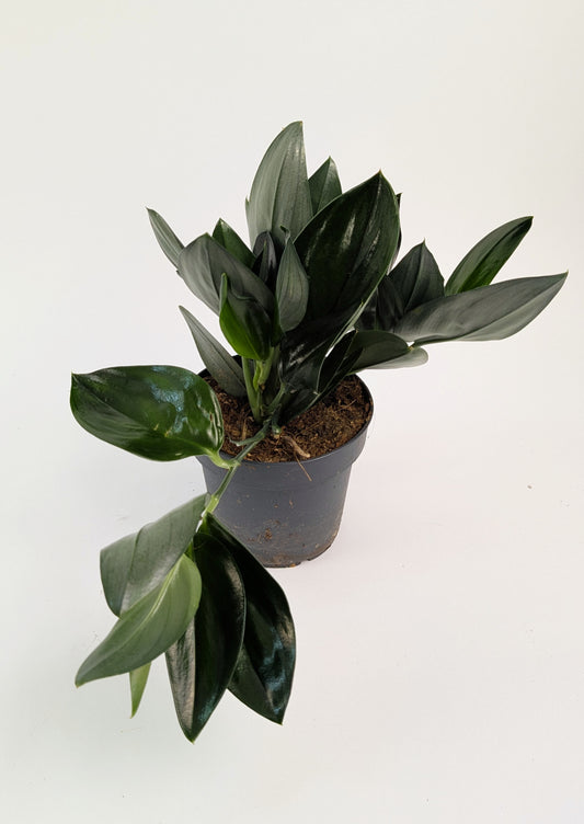 Epipremnum Treubii Dark Form 12cm Pot House Plant