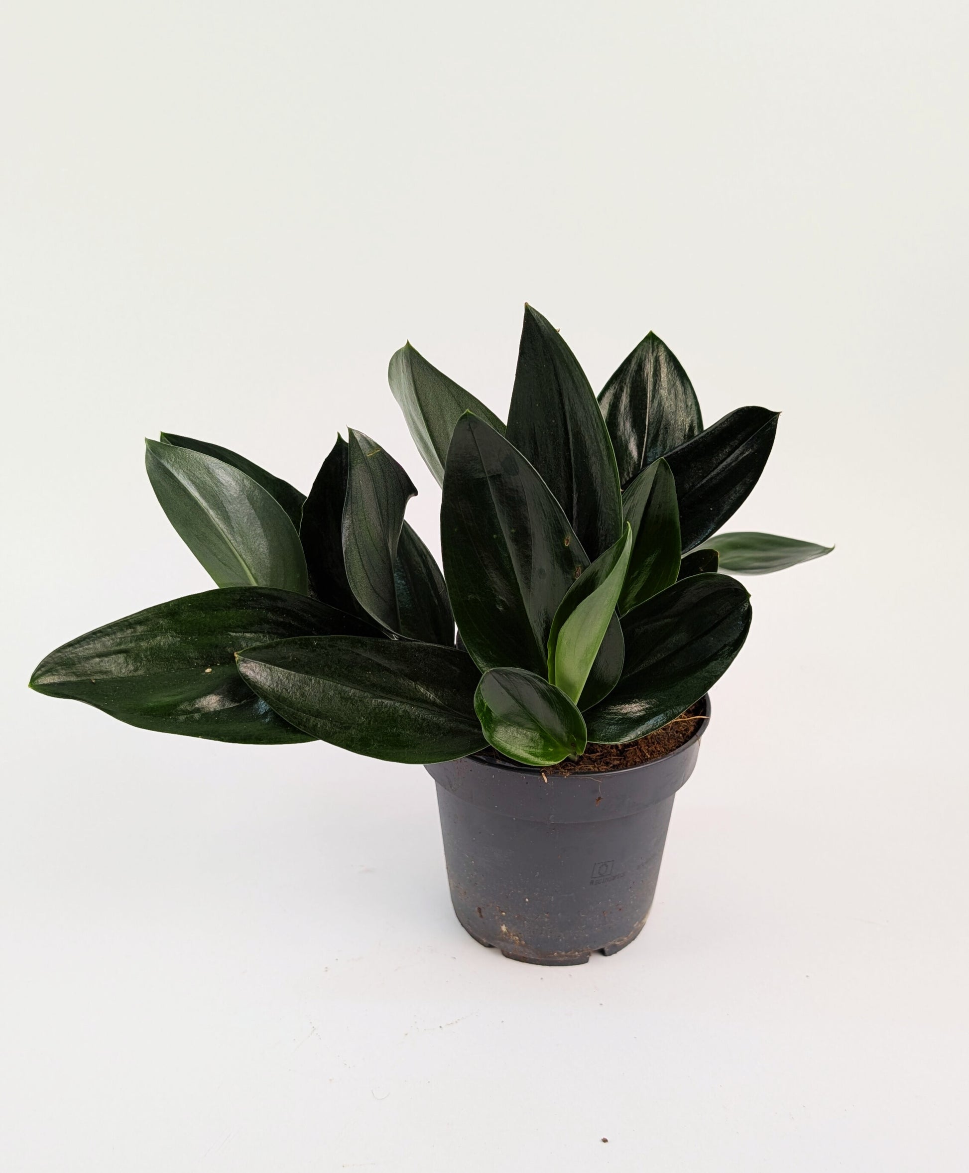 Epipremnum Treubii Dark Form 12cm Pot House Plant