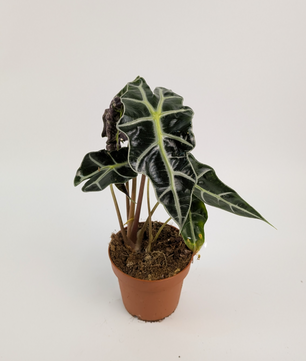 Alocasia Dwarf Amazonica 12cm Pot Houseplant