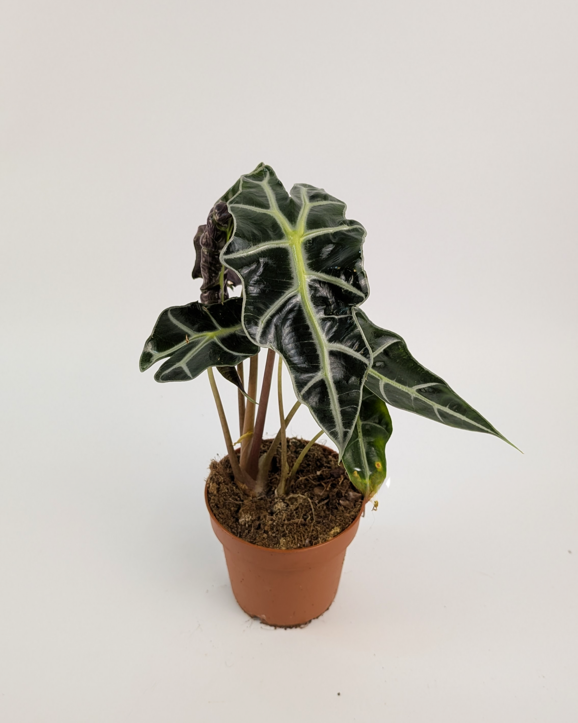 Alocasia Dwarf Amazonica 12cm Pot Houseplant
