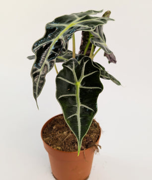 Alocasia Dwarf Amazonica 12cm Pot Houseplant