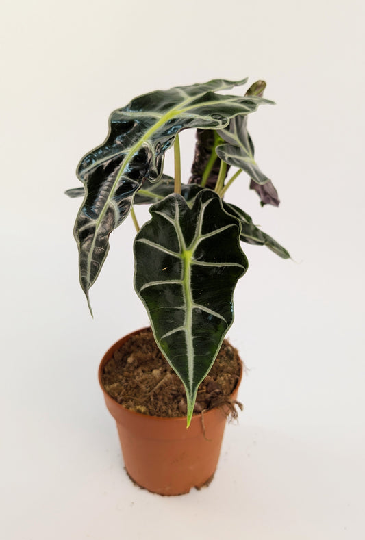 Alocasia Dwarf Amazonica 12cm Pot Houseplant