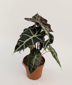 Alocasia Dwarf Amazonica 12cm Pot Houseplant