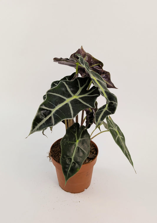 Alocasia Dwarf Amazonica 12cm Pot Houseplant