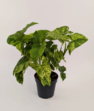 25 - 40cm Syngonium Mottled Mojito 12cm Pot