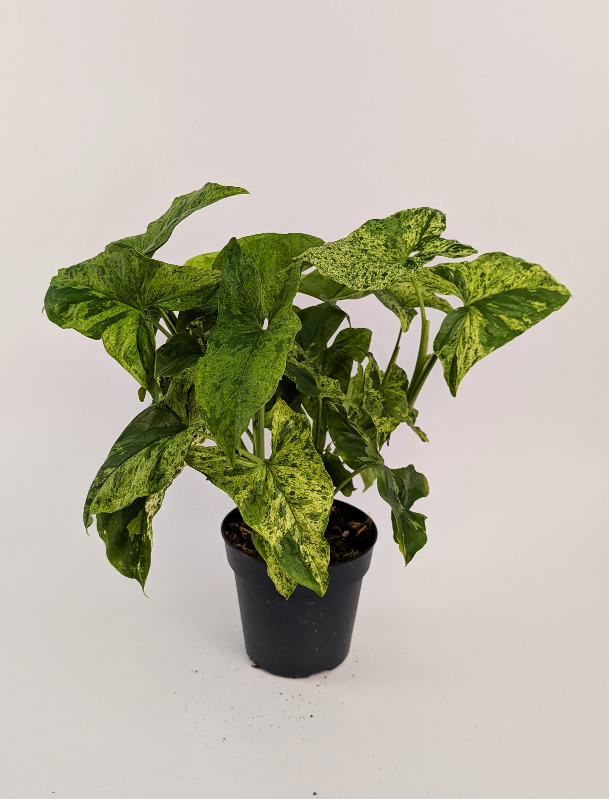 25 - 40cm Syngonium Mottled Mojito 12cm Pot