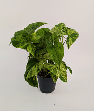 25 - 40cm Syngonium Mottled Mojito 12cm Pot