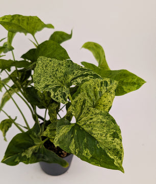 25 - 40cm Syngonium Mottled Mojito 12cm Pot