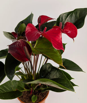 60cm Anthurium Red Flower 17cm Pot Houseplant