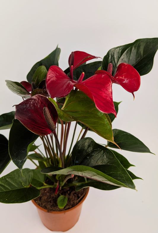 60cm Anthurium Red Flower 17cm Pot Houseplant