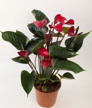60cm Anthurium Red Flower 17cm Pot Houseplant