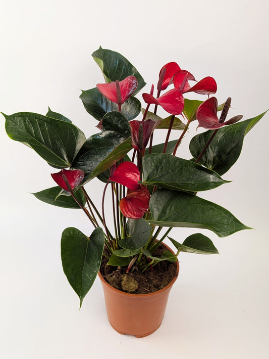 60cm Anthurium Red Flower 17cm Pot Houseplant