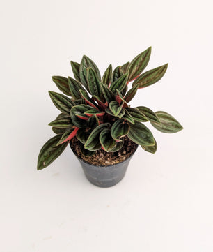 10cm Peperomia Caperata Rosso 6cm Pot Houseplant