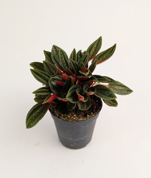 10cm Peperomia Caperata Rosso 6cm Pot Houseplant