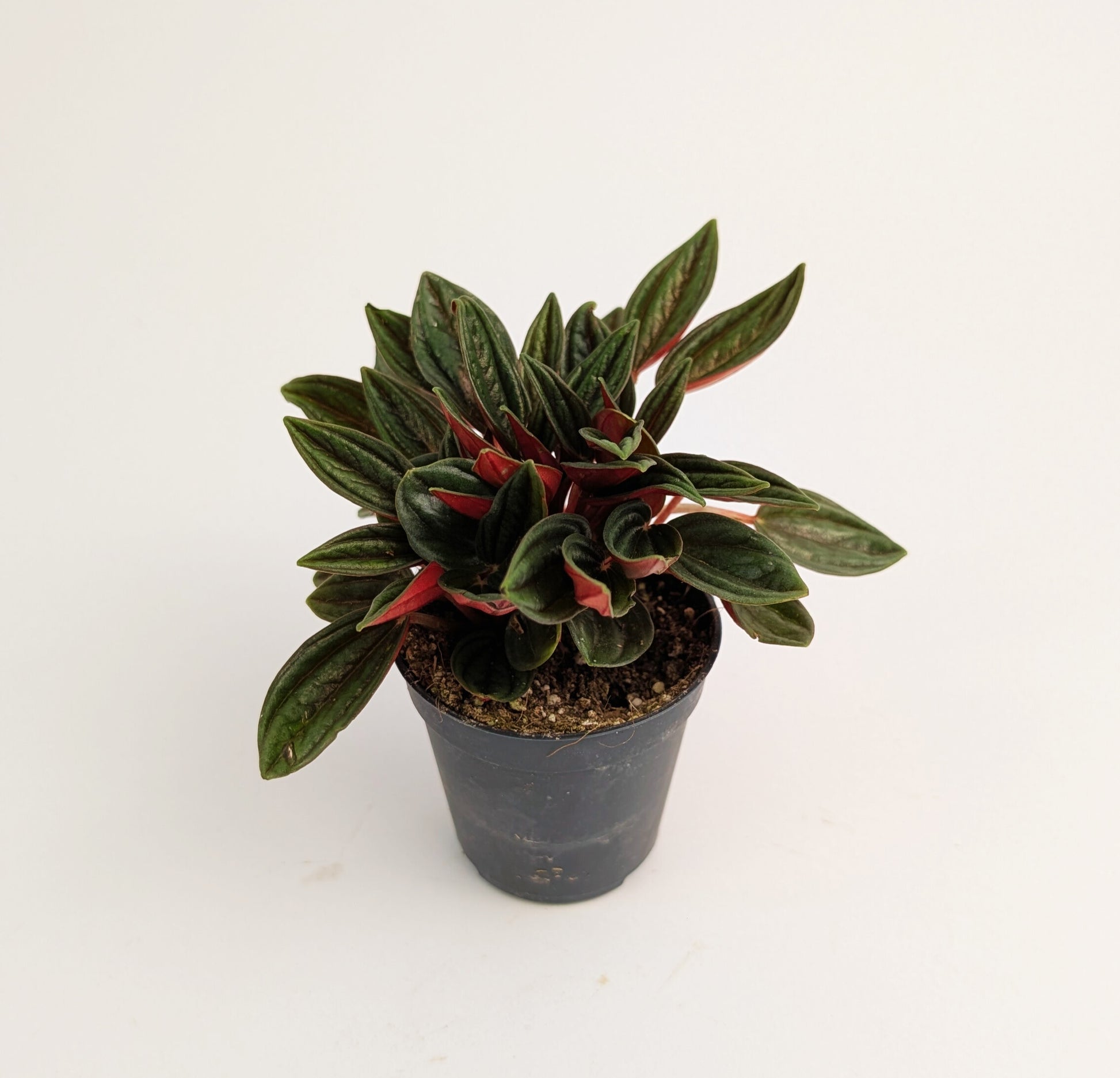 10cm Peperomia Caperata Rosso 6cm Pot Houseplant