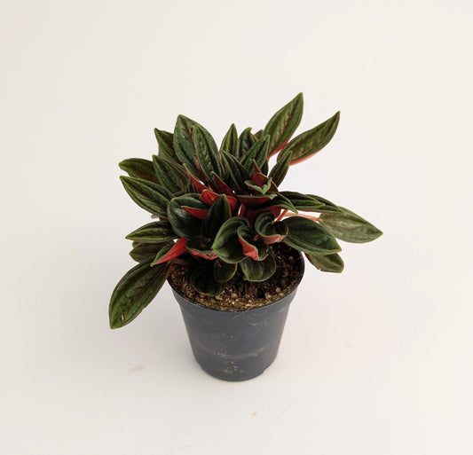 10cm Peperomia Caperata Rosso 6cm Pot Houseplant