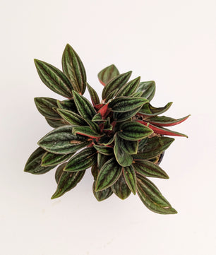 10cm Peperomia Caperata Rosso 6cm Pot Houseplant