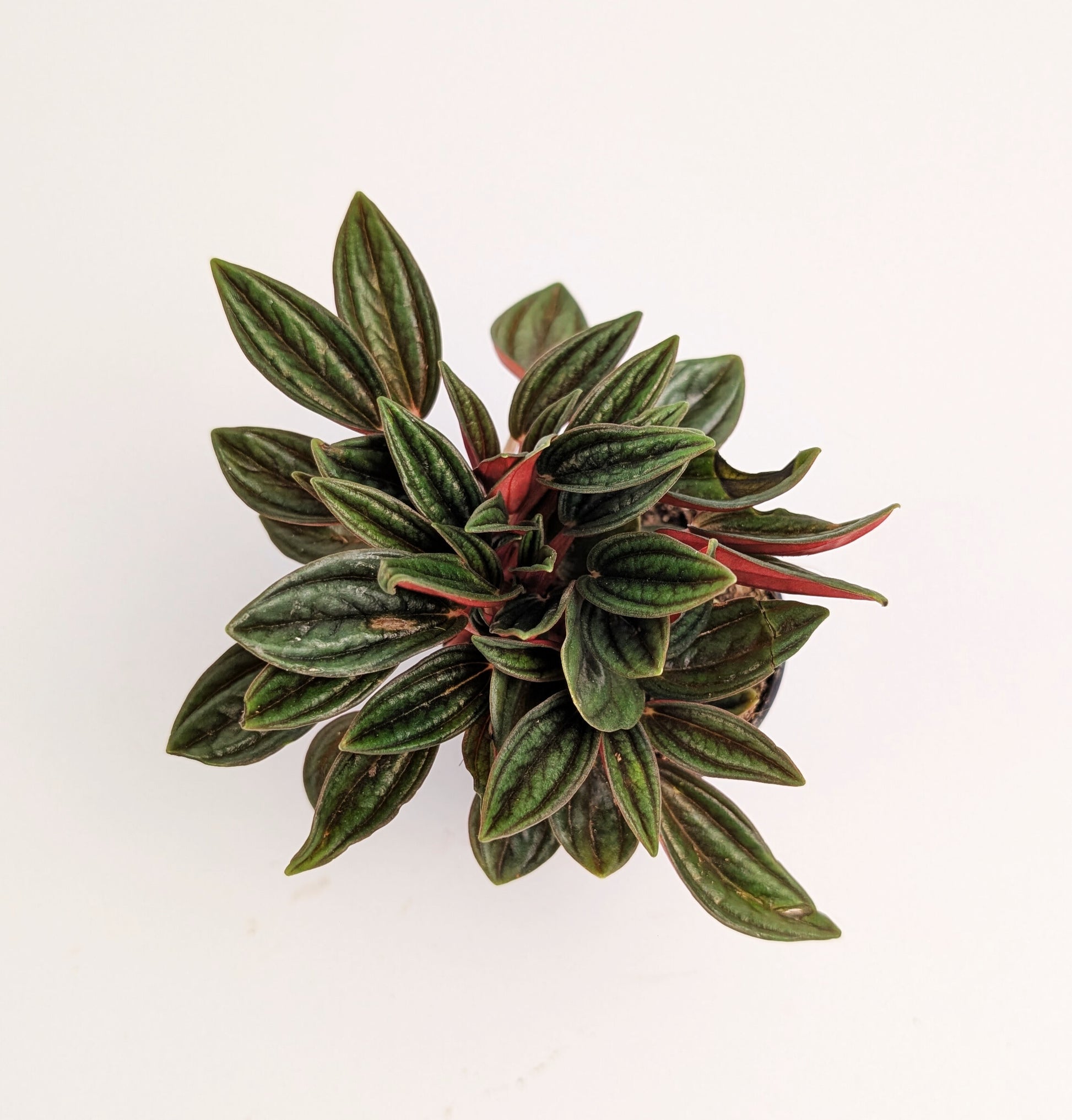10cm Peperomia Caperata Rosso 6cm Pot Houseplant