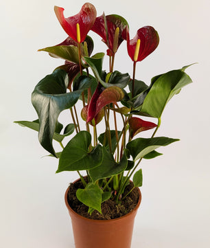 60cm Anthurium Red Dynasty 17cm Pot